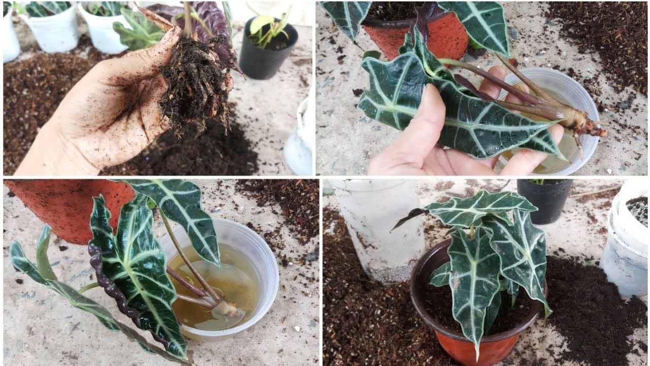 Care & Repot Alocasia Amazonica/Alocasia Polly: Treatment root rot