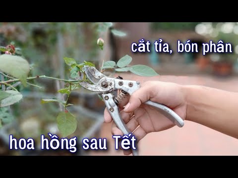 Cắt Tỉa, Bón Phân Chăm Sóc Hoa Hồng Sau Tết,Bạn Chú Ý.!NGƯỜI ƯƠM MẦM