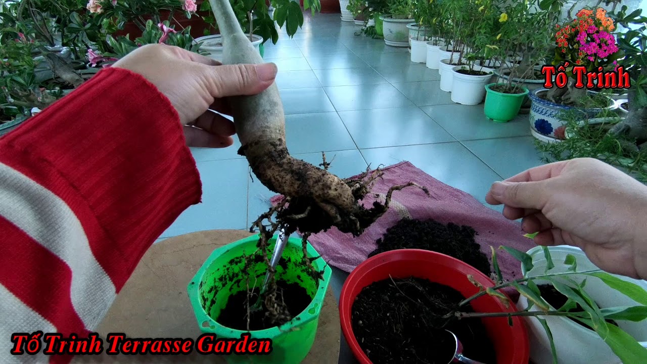 Cắt Tỉa Cành - Rễ Sứ Thái Cho Phát Triển Tốt Đẹp / Adenium obesum root pruning