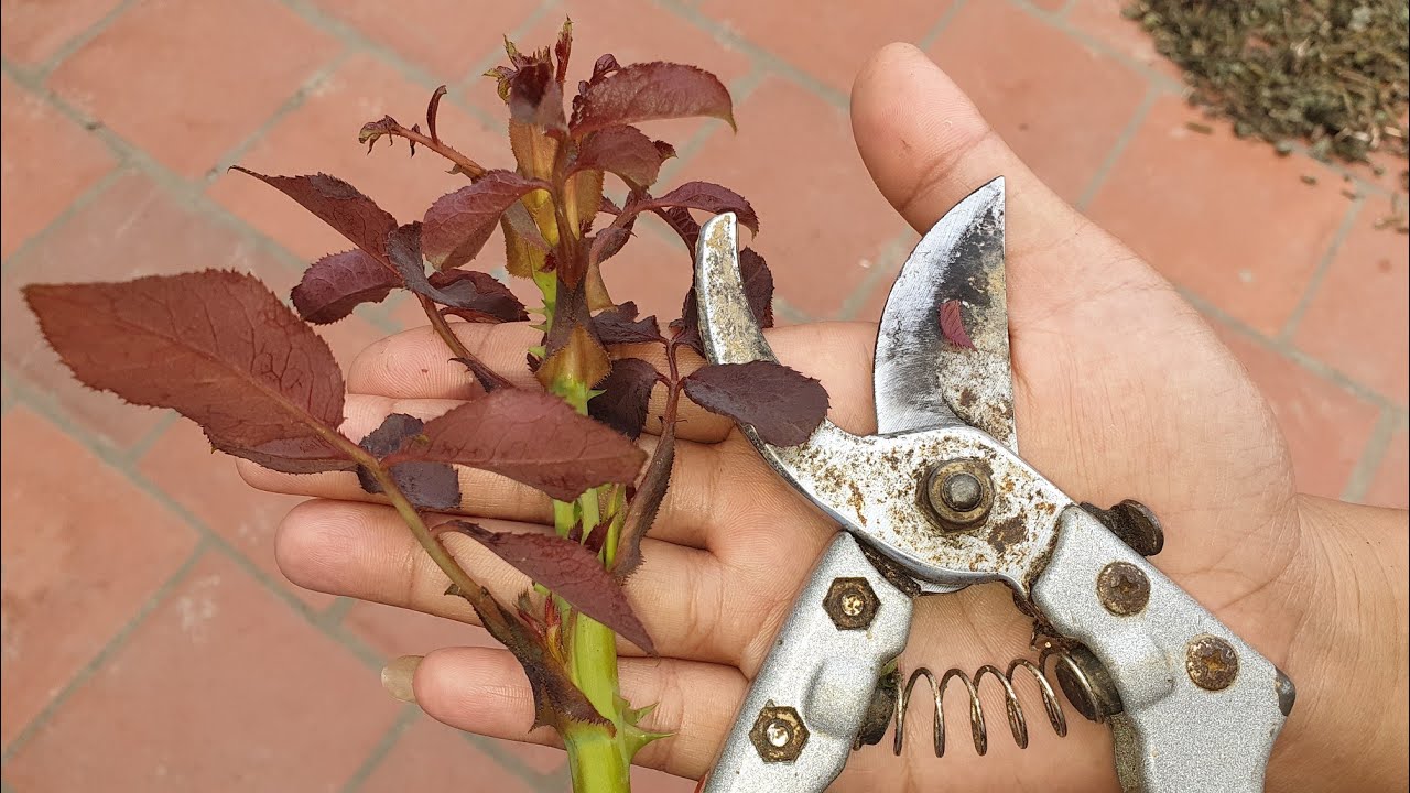 Cắt Tỉa Mầm Hoa Hồng Để Tránh Những Sai Lầm Này Bạn Cần Chú Ý. NGƯỜI ƯƠM MẦM