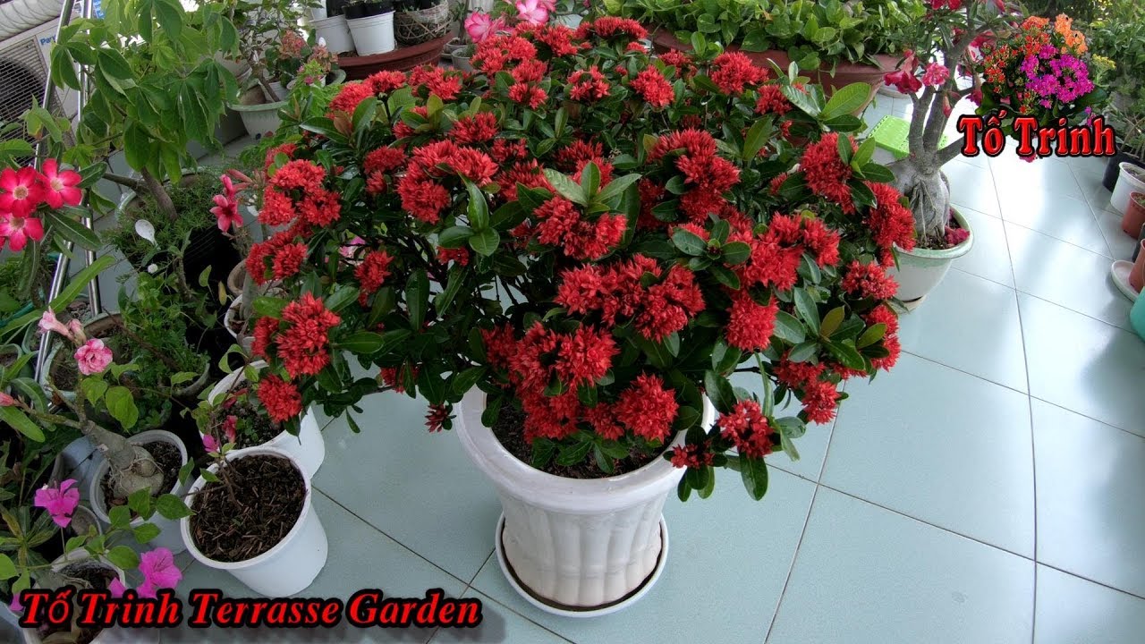 Cắt Tỉa Rễ Thay Đất Sang Chậu Cây Trang Thái Cho Phát Triển Tốt Đẹp - Ixora Plant