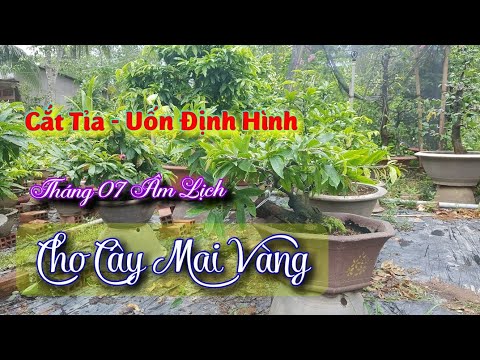 Cắt Tỉa - Uốn Định Hình Cho Mai Vàng 😀 Tháng 07 Âm Lịch