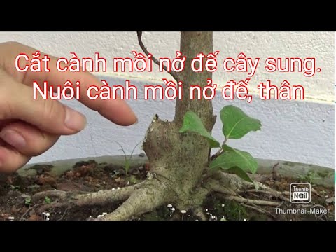 Cắt cành mồi nở đế cây sung và thông tin nuôi cành mồi nở đế, thân