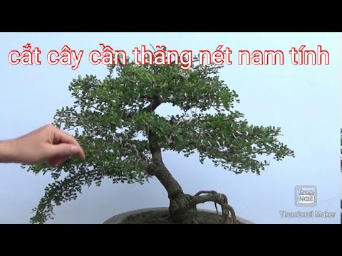 Cắt lại cây cần thăng nét nam tính