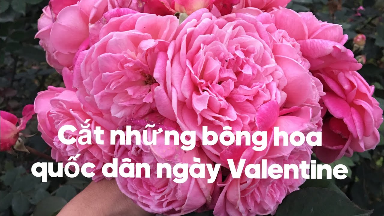 Cắt những bông hồng Quốc dân ngày Valentine vào buổi chiều muộn | S Garden