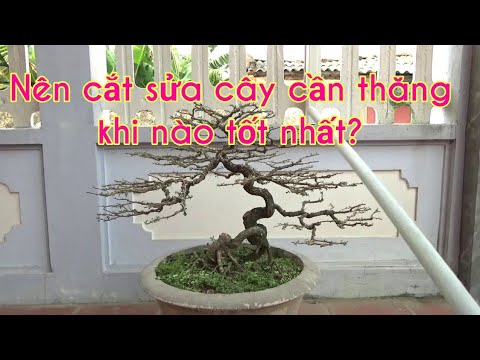 Cắt sửa cây cần thăng thời điểm tốt cho cây