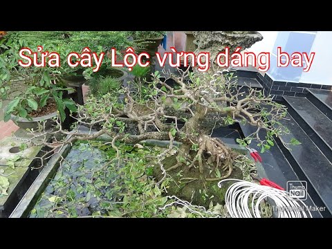 Cắt sửa lại cây lộc vừng dáng bay