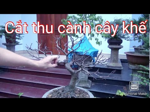 Cắt thu cành cây khế