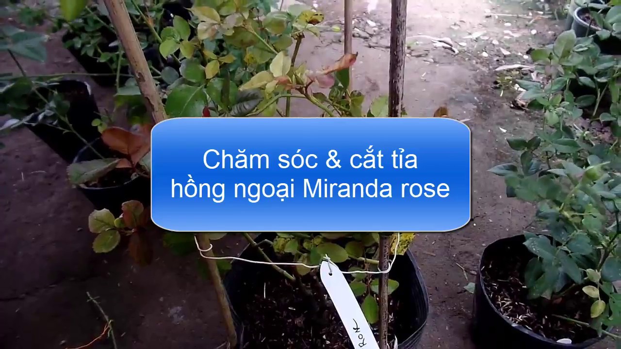 Cắt tỉa cành nhánh hồng ngoại Miranda rose (ngày 30/07/2017)