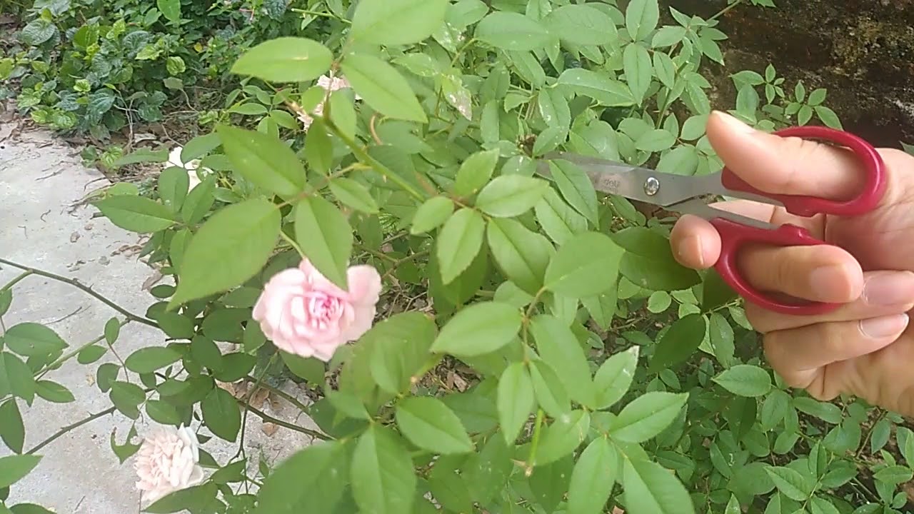 Cắt tỉa cho cây hoa hồng đào đầu ngõ | Hồng đào cổ cực dễ trồng