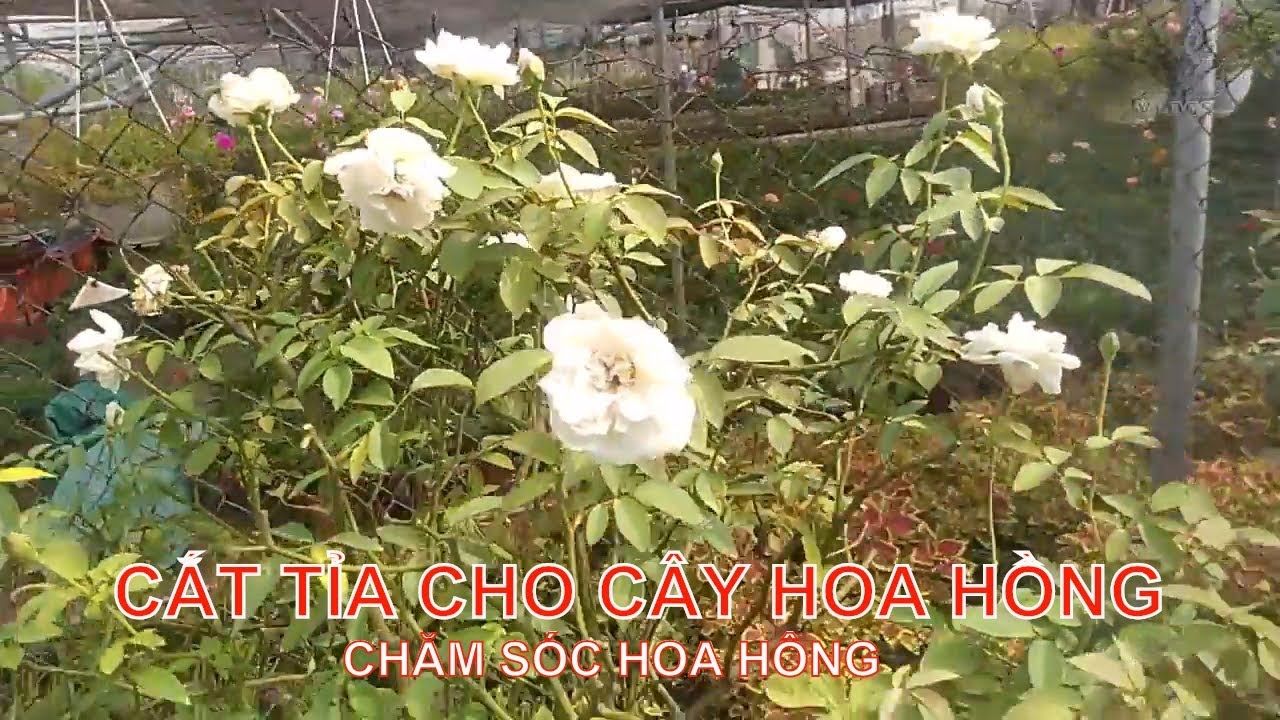 Cắt tỉa cho cây hoa hồng sai hoa | Hoa Hồng vlogs | Rose trees garden