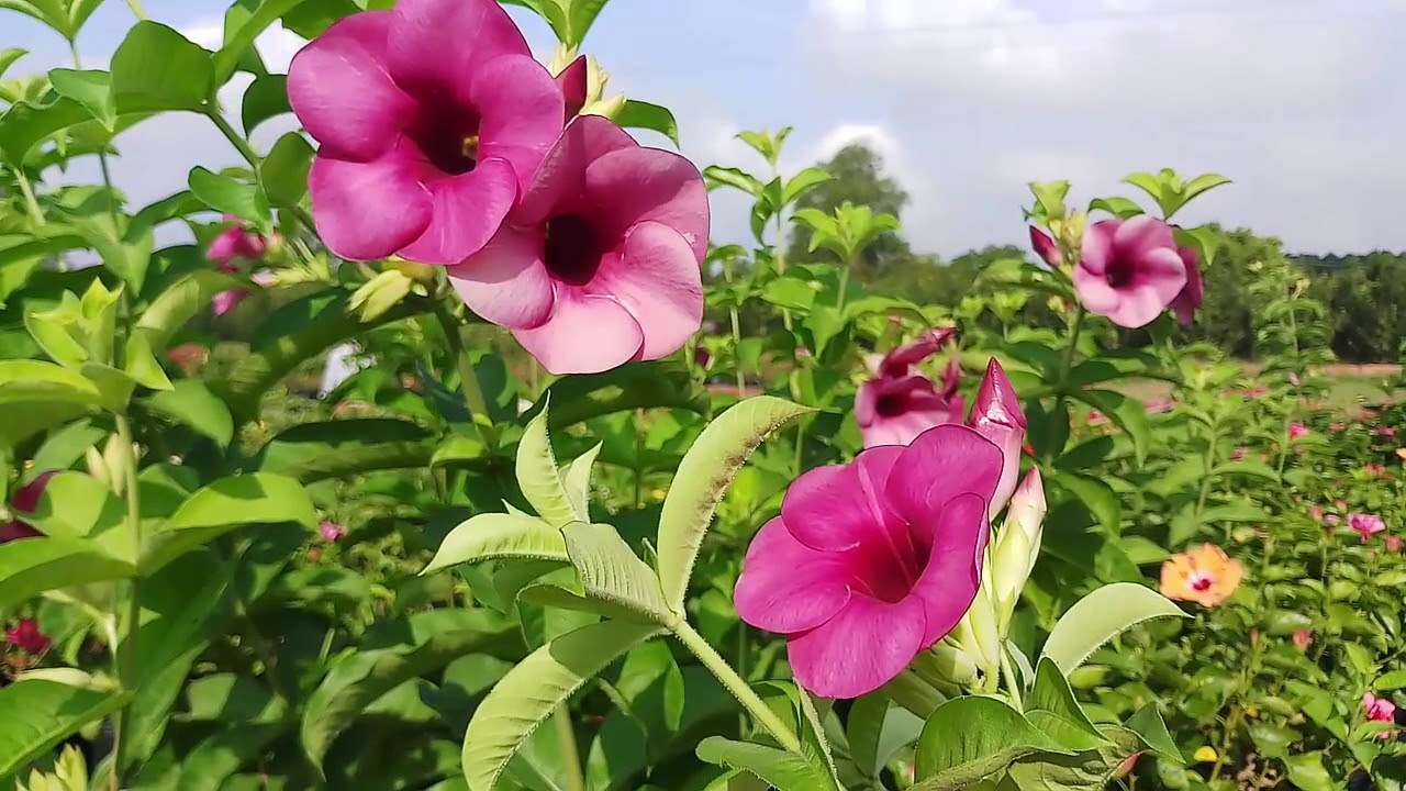 Cây Huỳnh Anh Hoa Tím