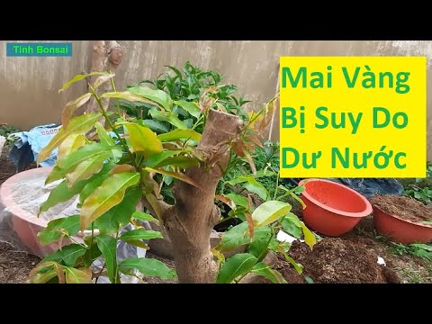 Cây Mai Bị Suy Do Dư Nước | Tính Bonsai