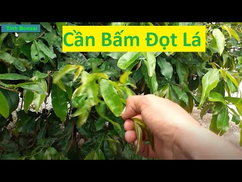 Cây Mai Vàng Cần Bấm Đọt Non | Tính Bonsai