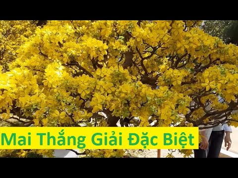 Cây Mai Vàng Thắng Giải Đặc Biệt Quá Đẹp Không Bán | Tính Bonsai