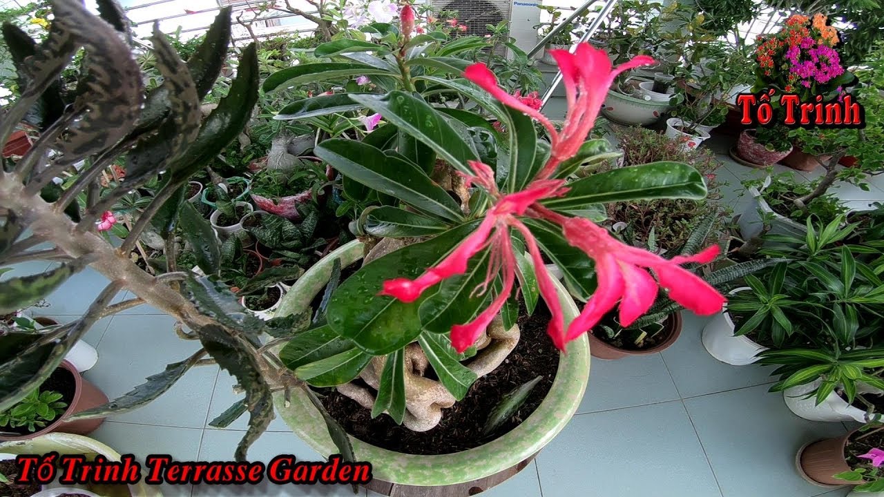 Cây Sứ Thái Nở Bông Kì Lạ / Adenium Obesum