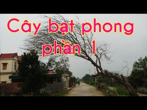 Cây bạt phong phần 1: Điều kiện sống và môi trường tạo ra cây bạt phong