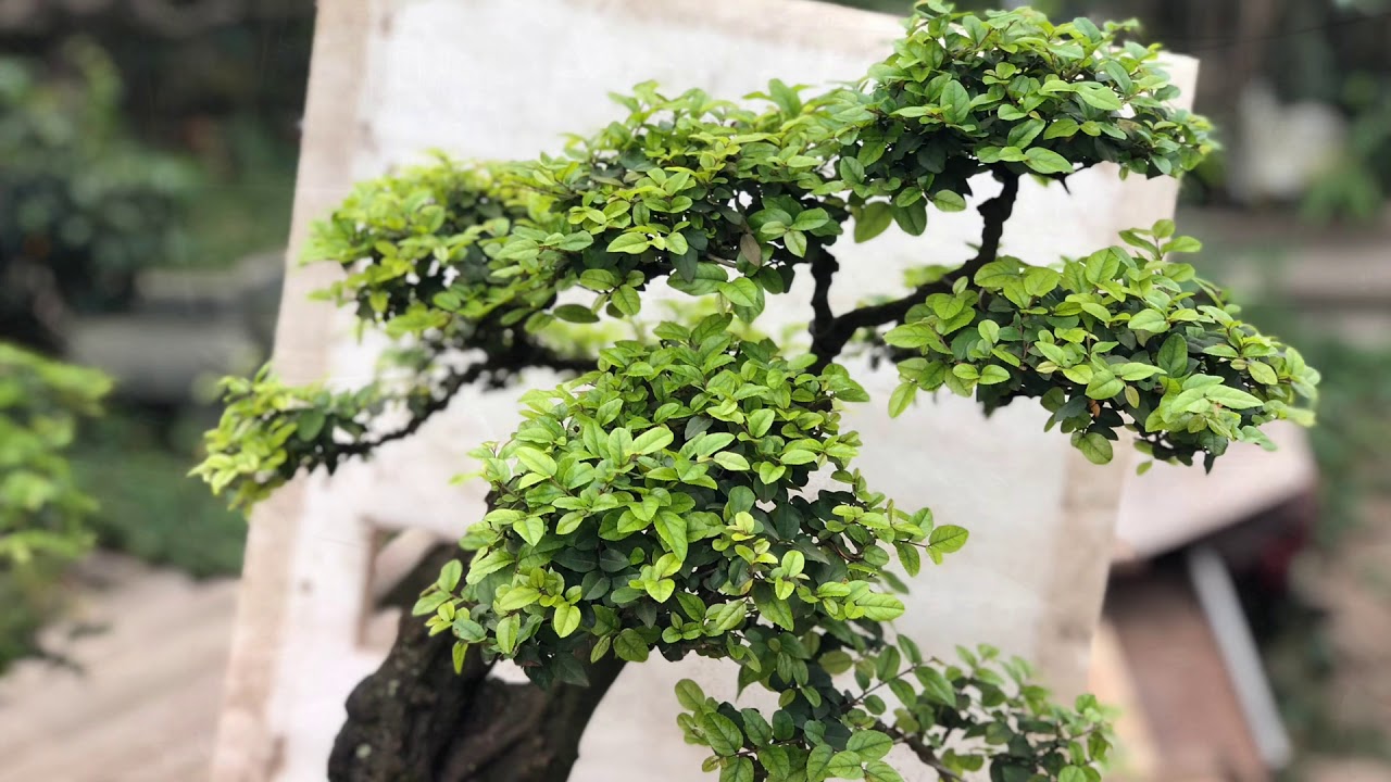 Cây bonsai chanh trâu đẹp có 1 không 2,분재,盆栽