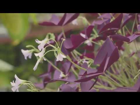 Cây bướm đêm ra hoa tuyệt đẹp| Oxalis Triangularis blooming | www.vuonsenda.vn