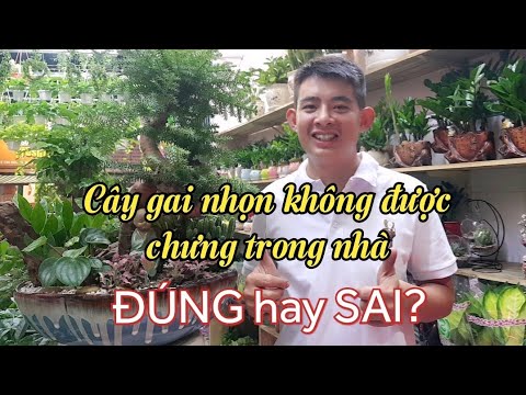 Cây có gai nhọn không nên chưng trong nhà - ĐÚNG hay SAI?