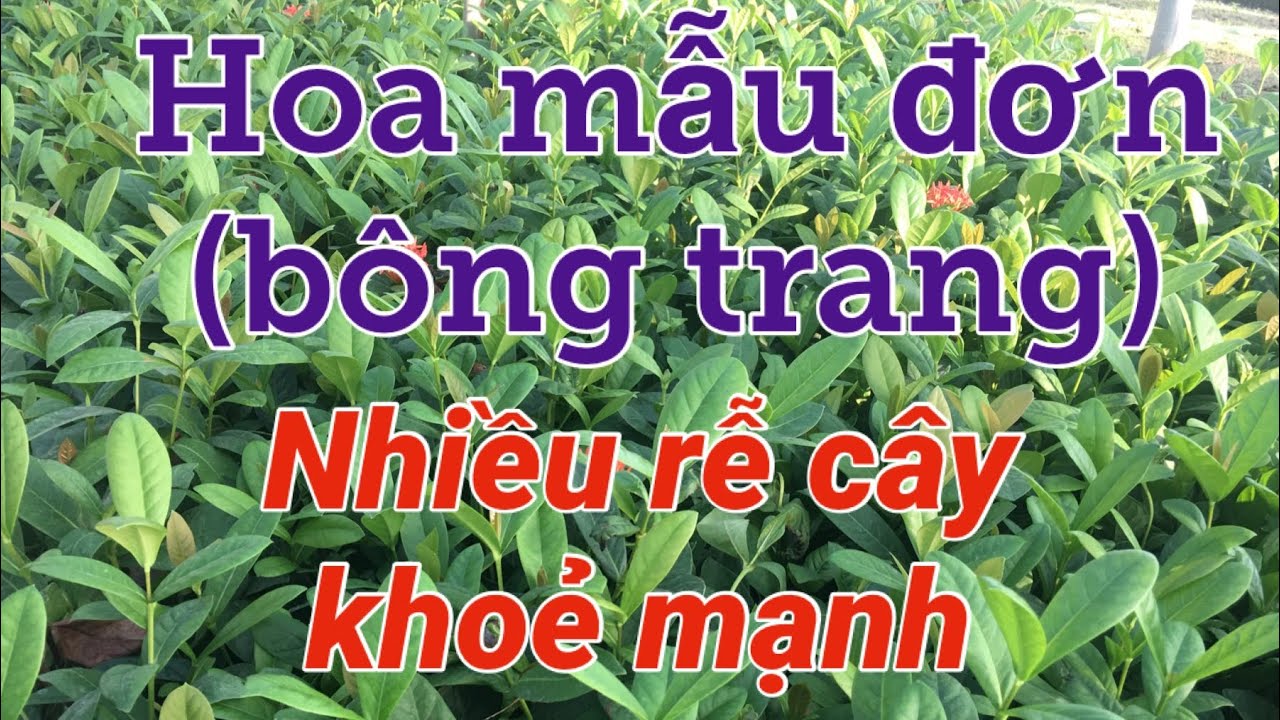 Cây giống mẫu đơn ta phát triển xanh tốt @Kênh làm vườn S Garden