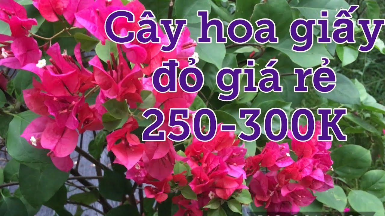 Cây hoa giấy hoa đỏ rực giá 250-300K @Kênh làm vườn S Garden