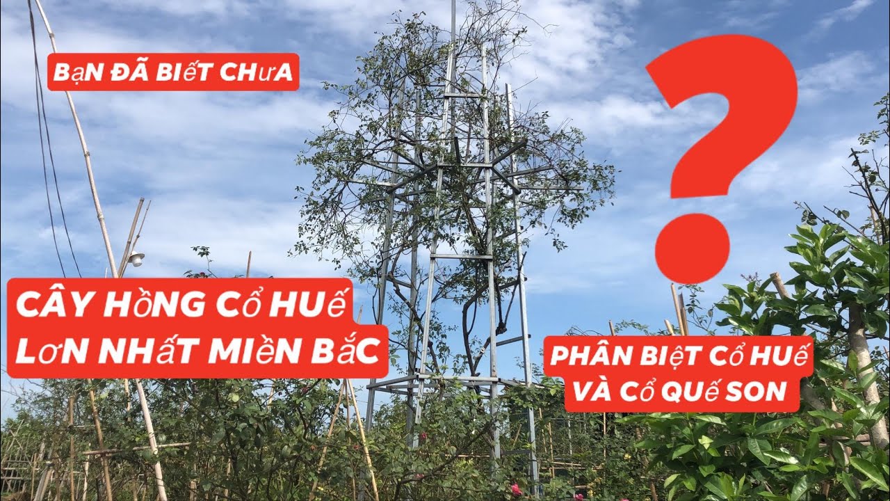 Cây hoa hồng cổ Huế lớn nhất miền Bắc,giá cả hoa hồng cổ Huế,cách phân biệt hồng cổ Huế và quế son