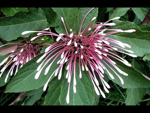 Cây hoa pháo bông (Clerodendrum quadriloculare) nở hoa dịp tết 2020