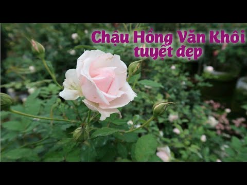 Cây hồng Văn Khôi tuyệt đẹp | Hồng cổ Văn khôi cây bui to, sai hoa