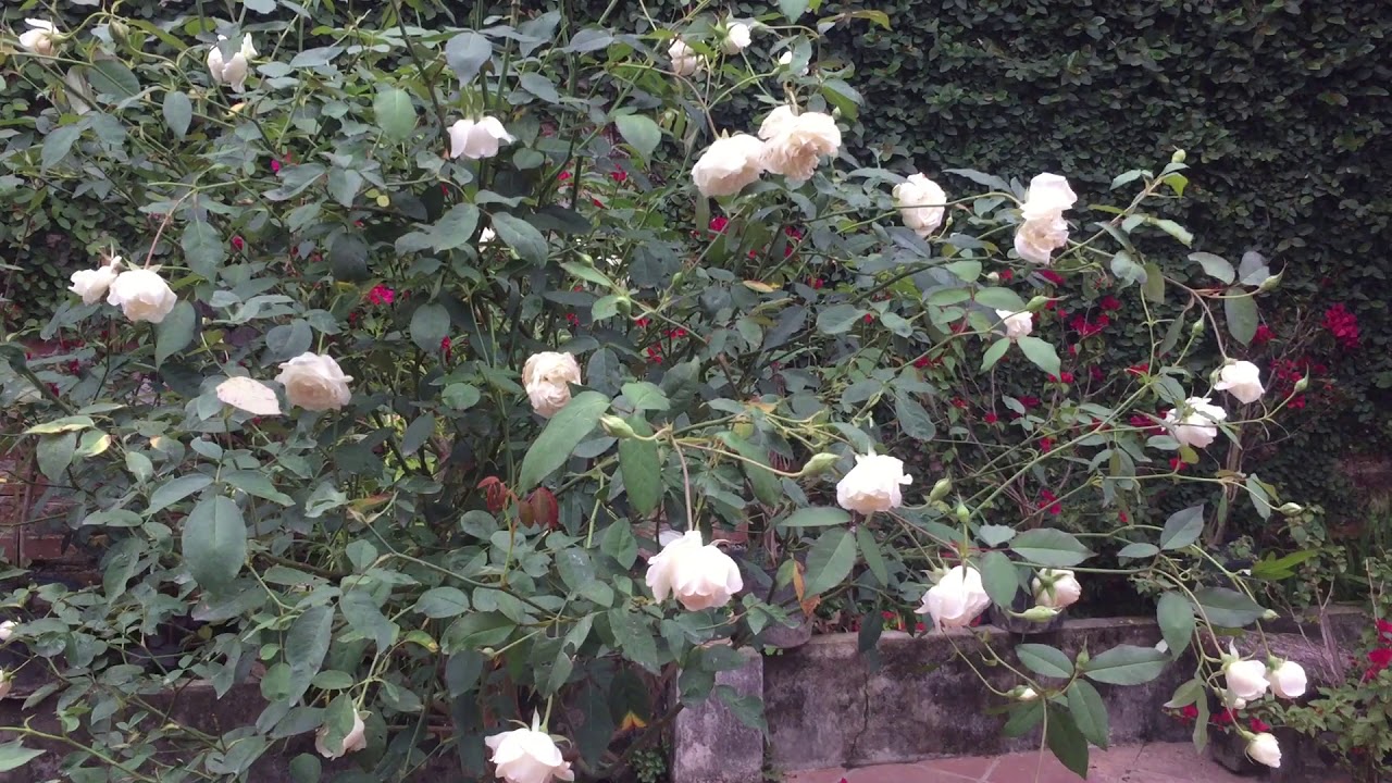 Cây hồng bạch ho hàng trăm bông, nụ hoa