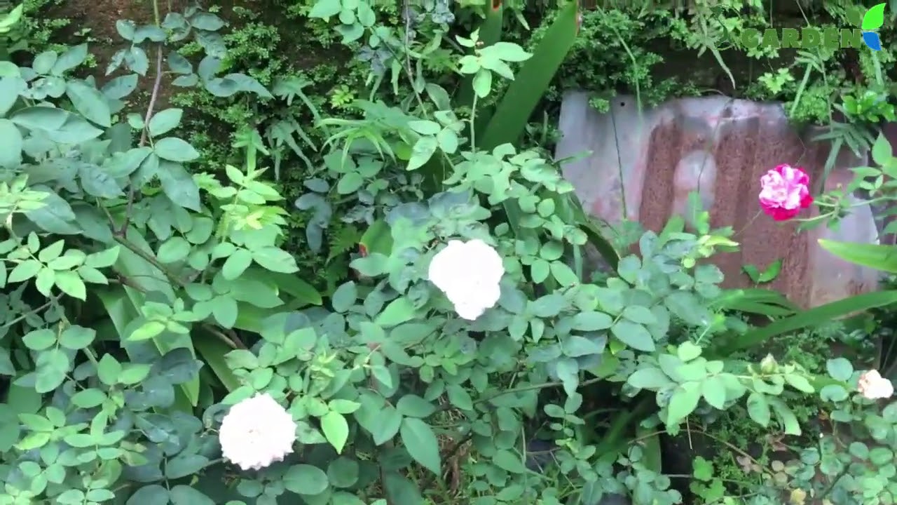 Cây hồng bụi quế son đang nụ hoa, nhiều cành nhánh có giá 220K @Kênh làm vườn S Garden