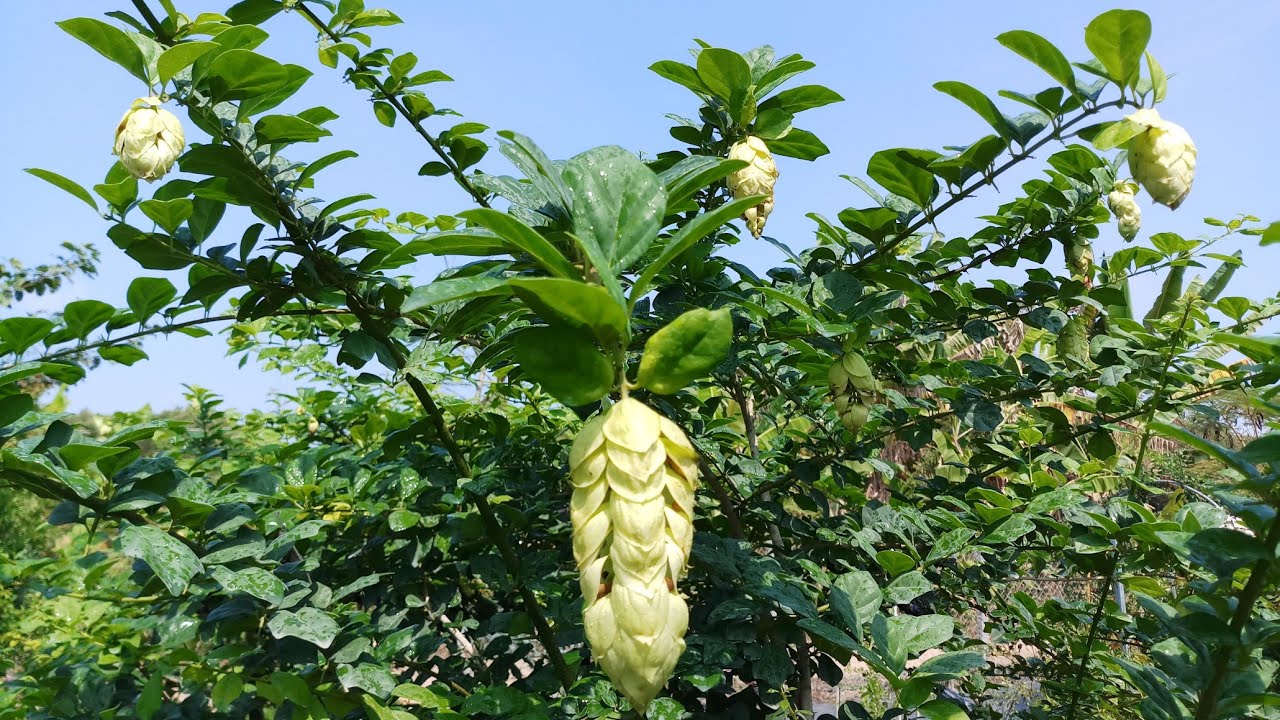 Cây huyền trân công chúa (Gmelina Philippinensis)