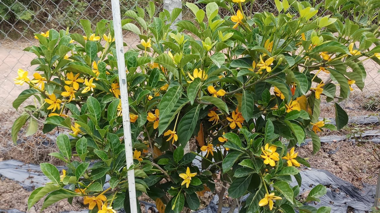 Cây lài vàng đổi màu (Golden Gardenia)