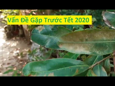 Cây mai vàng gặp vấn đề trước tết 2020 | Tính Bonsai