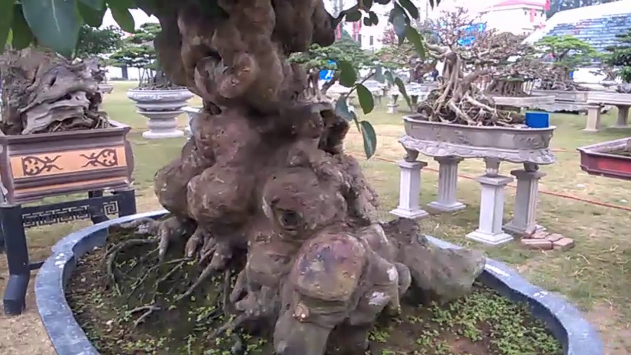 Cây trắc và gõ đỏ của Hoàng Phúc Hải (Bonsai exhibition at the Ha Noi  2017)