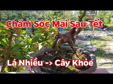 Chăm Mai Sau Tết 20 Ngày 🥰 Mẹo Nhỏ Giúp Cây Khỏe Sau Khi Chưng Tết