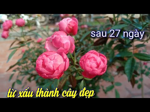 Chăm Sóc Bón Phân Chữa Bệnh Cây Hoa Hồng Sau 27 Ngày Từ Xấu Thành Đẹp.