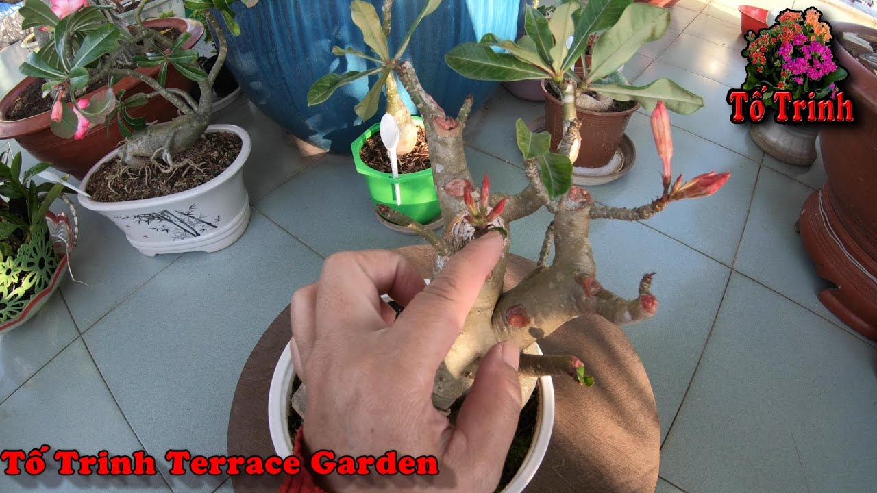 Chăm Sóc Cắt Tỉa Cành Thêm Phân Cho Sứ Thái Phát Triển Tốt Đẹp /How To Take Care Of Adenium Obesum