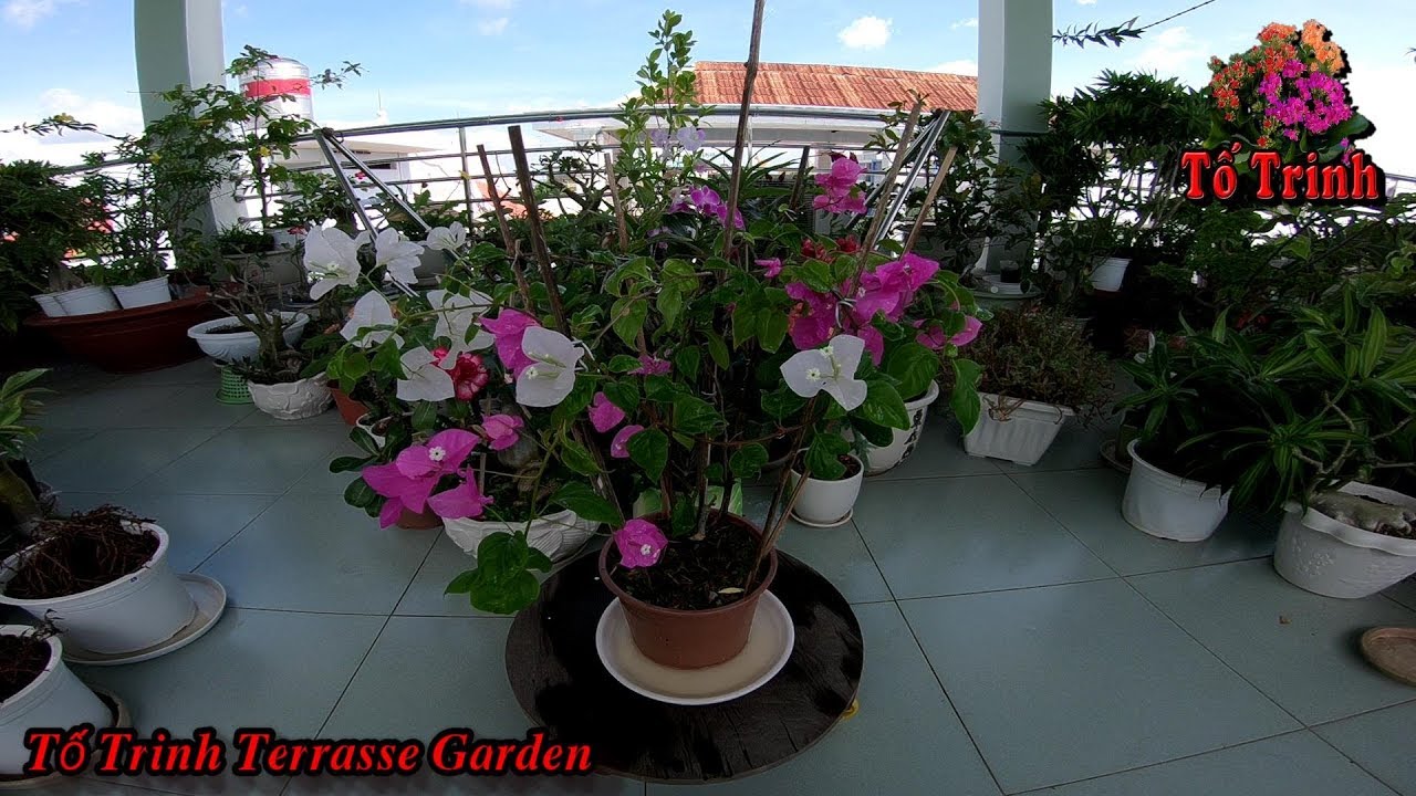 Chăm Sóc Cây Bông Giấy Cho Phát Triển Tốt Đẹp / Bougainvilea spectabilis