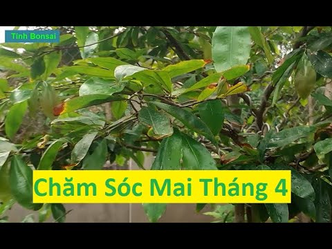 Chăm Sóc Cho Mai Vàng Tháng 4 | Tính Bonsai