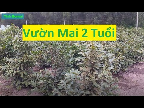 Chăm Sóc Cho Mai Vàng Vào Năm Tuổi Thứ 2 | Tính Bonsai