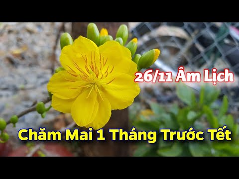 Chăm Sóc Mai 1 Tháng Trước Tết 🥰 26/11 Âm Lịch