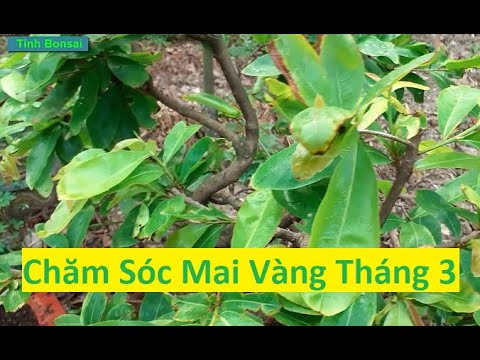 Chăm Sóc Mai Vàng Tháng 3 | Tính Bonsai