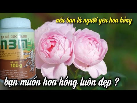 Chăm Sóc NTN Để Cây Hoa Hồng Luôn Nở Hoa.Phát Triển Tốt, Không Chết Cây? Video Bổ Ích Cho Người Yêu