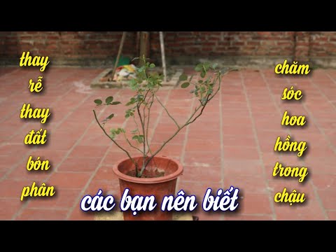 Chăm Sóc.Bón Phân Cho Cây Hoa Hồng Trong Chậu (How to Care for Rose Plant in Pots)