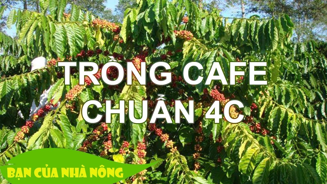 Chăm sóc CÂY CAFE THEO CHUẨN 4C - Kiến thức quan trọng cho người nông dân muốn thay đổi