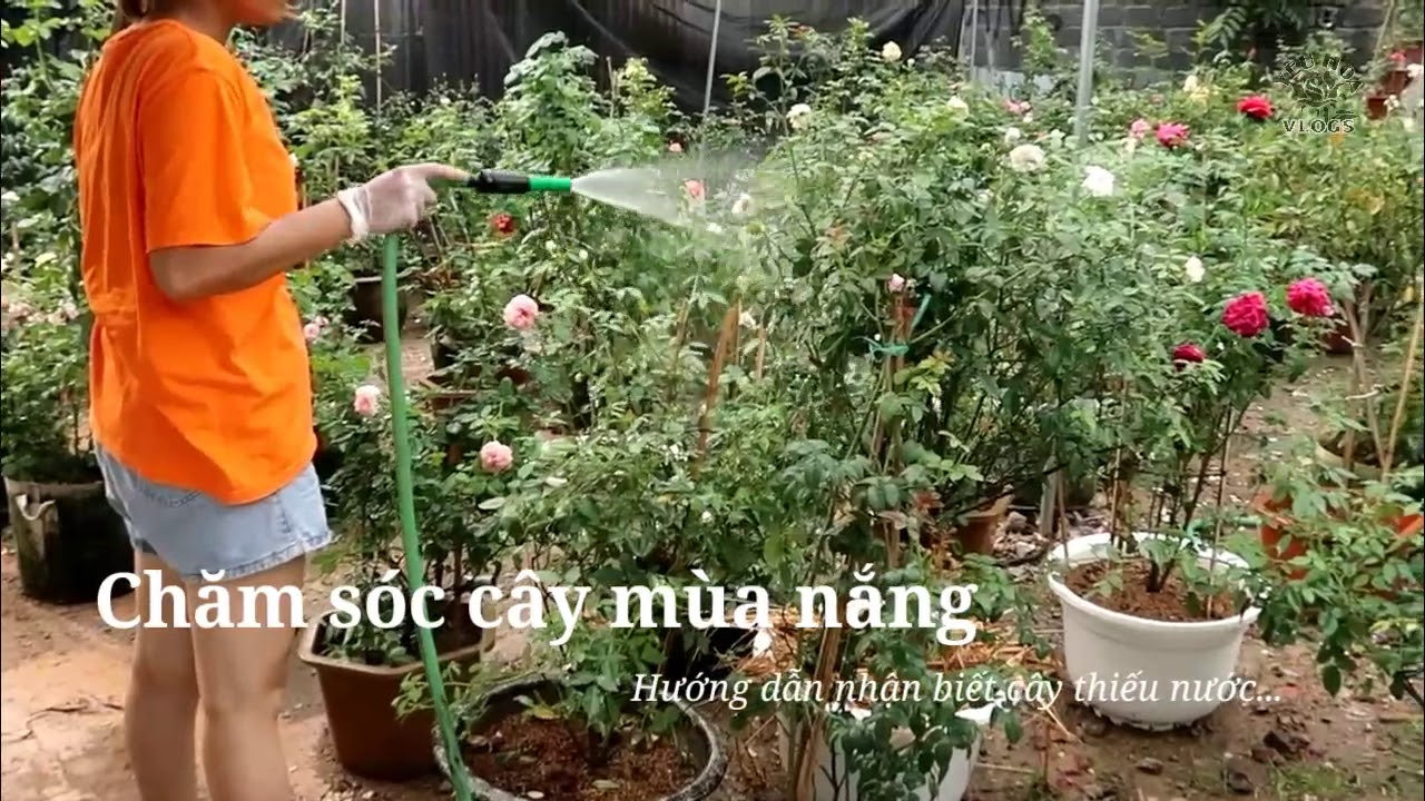 Chăm sóc cây hoa hồng ngày nắng sao cho đúng cách?