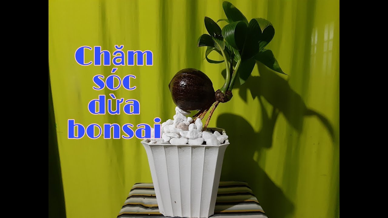 Chăm sóc dừa bonsai / how to take care of bonsai coconut