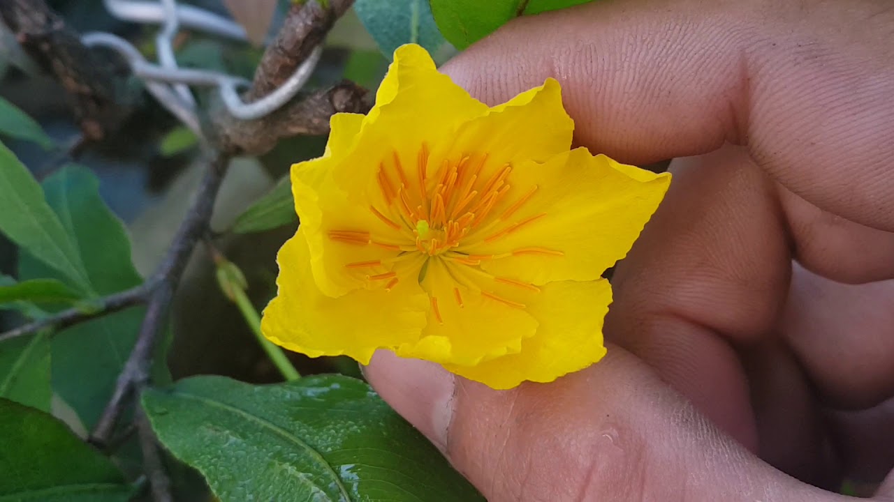 Chào Buổi Sáng 😊 Mai Phú Tân 1m6 😊😊😊 07/09/19