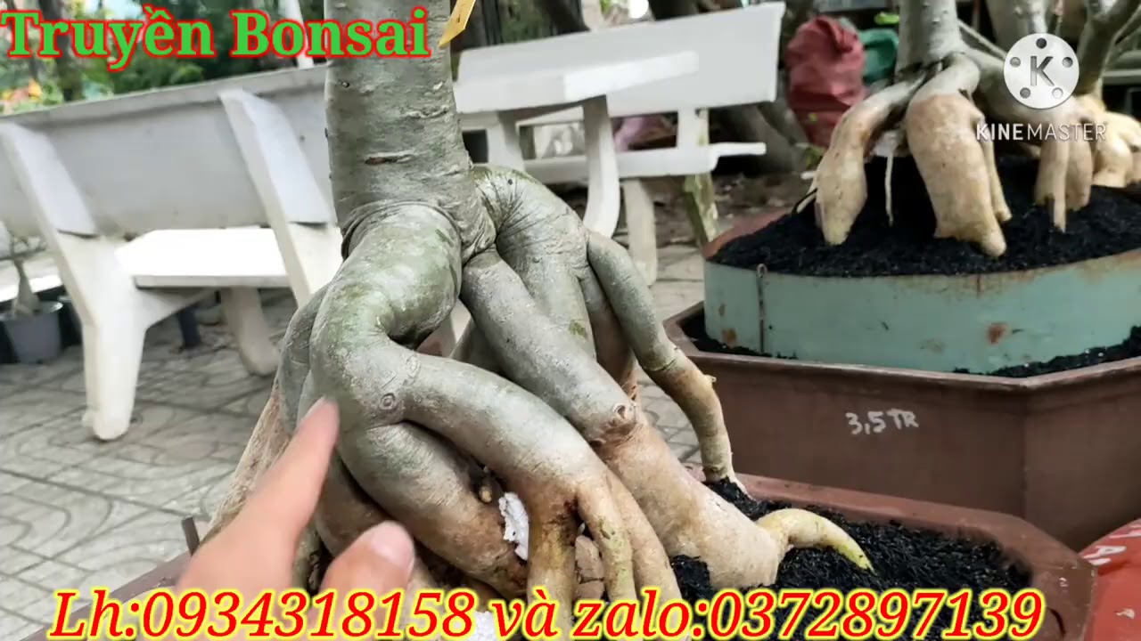 Chất trồng thích hợp cho cây sứ trông mùa mưa:(giao lưu ,chia sẽ)/Truyền bonsai.Lh:0934318158